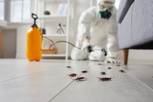 Affordable Termite Control solutions in Chanute, KS